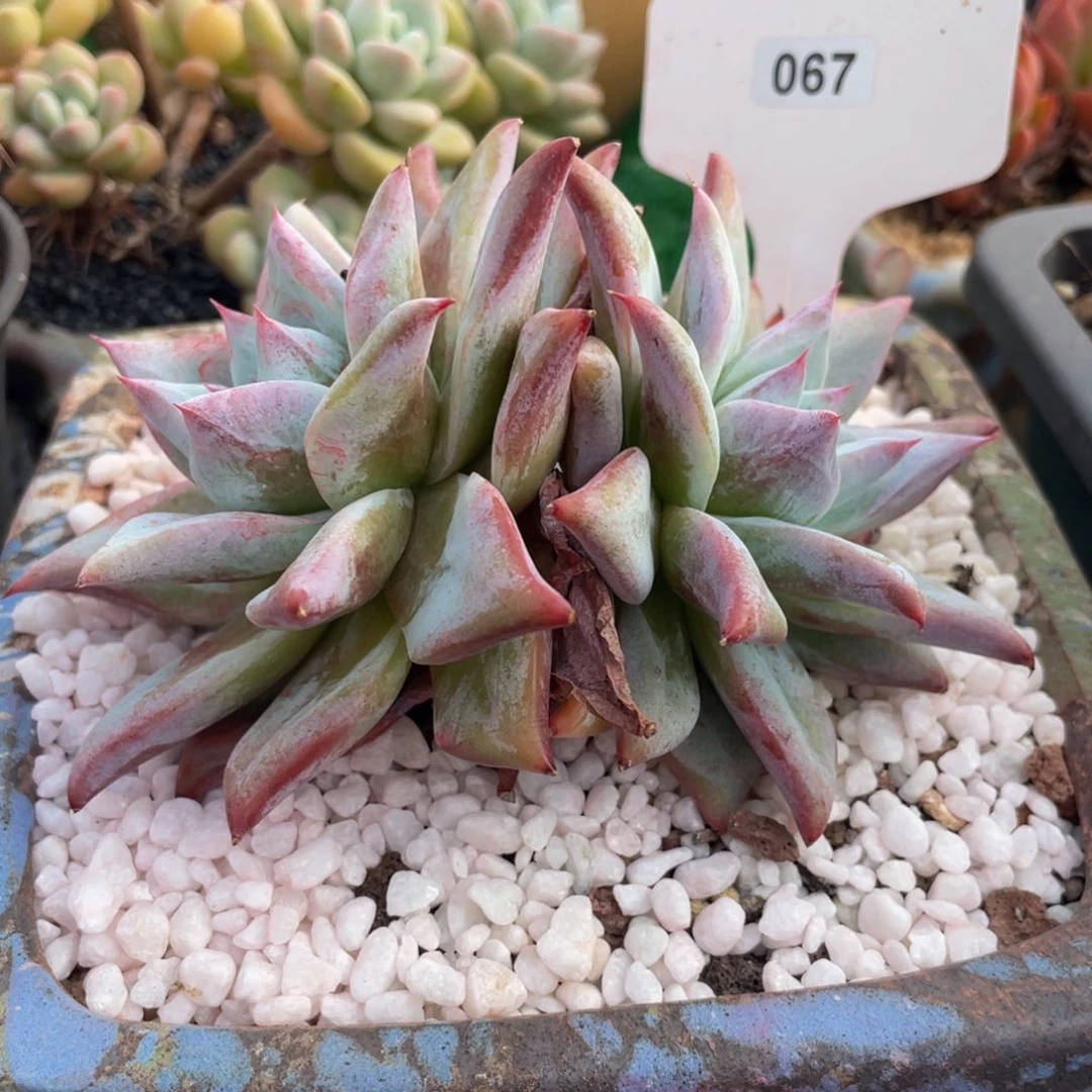 多肉植物盆栽多肉