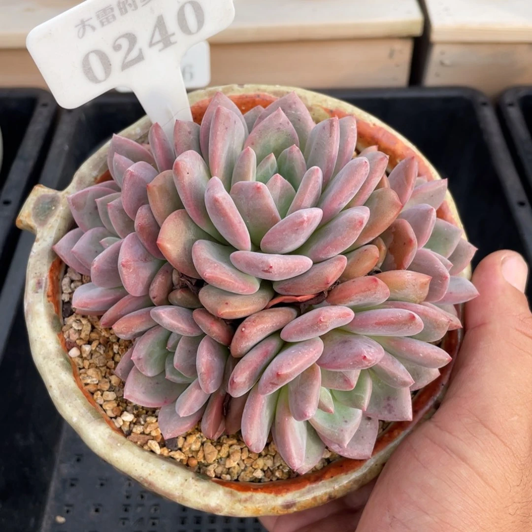0240爱丽儿不带盆14厘米