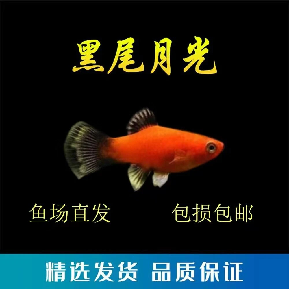 陕西发货黑尾猫鱼胎生小鱼可繁殖可混养皮实好养耐活耐低温草缸鱼