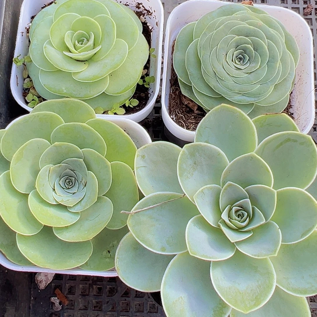 玫瑰组合4颗19包邮