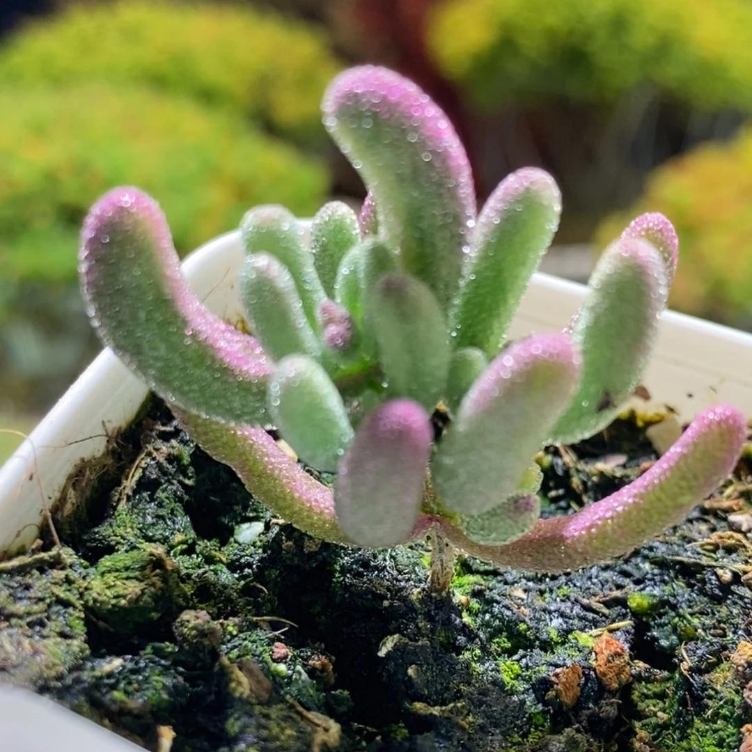 紫闪光枝干番杏979