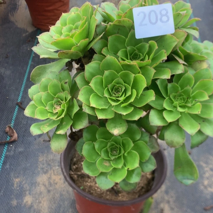 208君美丽多肉植物