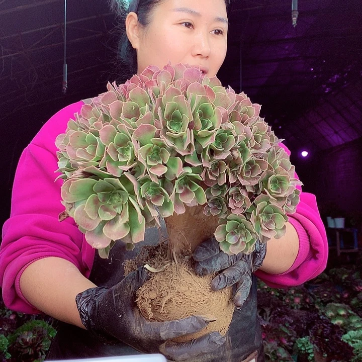 柒柒精品多肉脱土发货不包断侧枝822