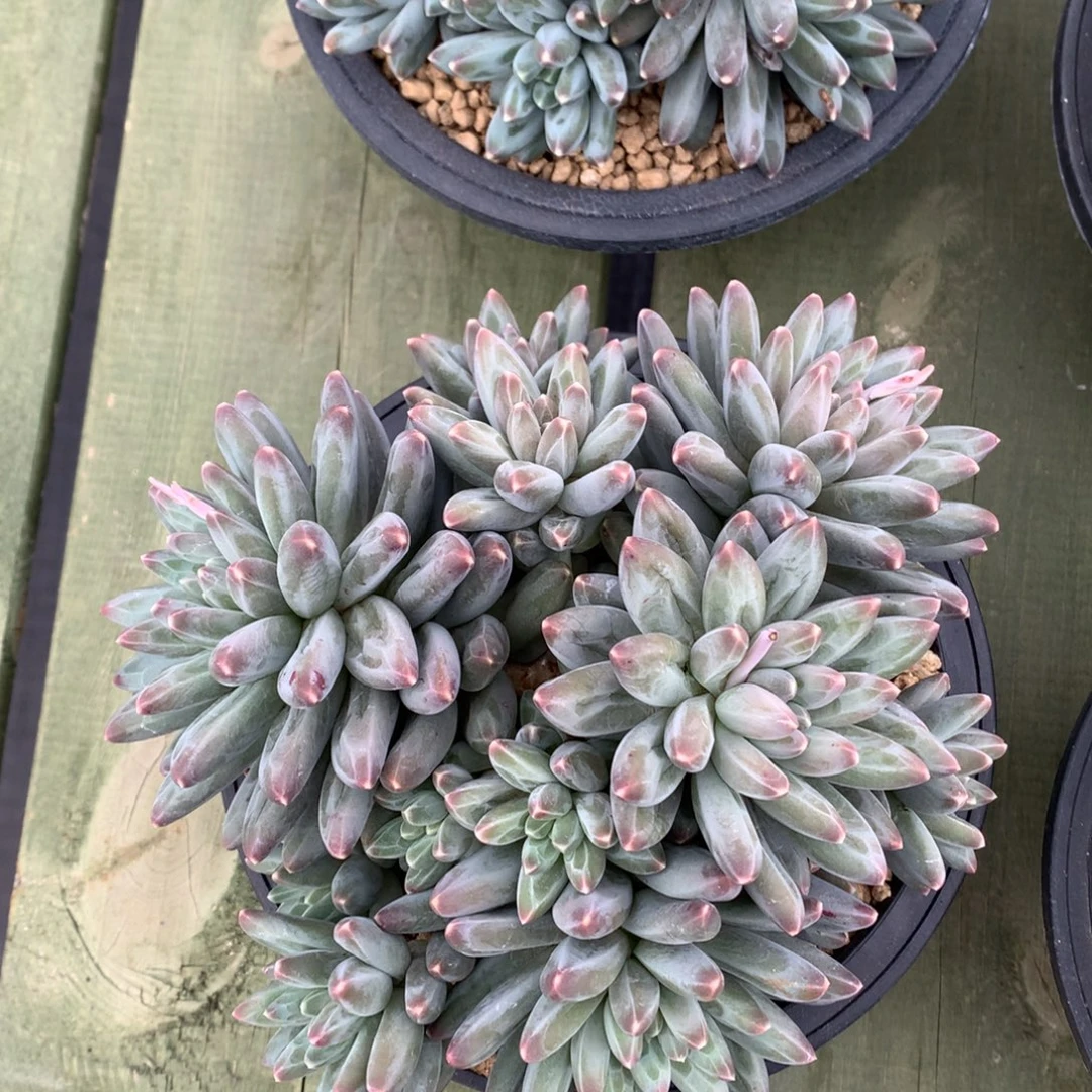 伊卡 多头 一颗