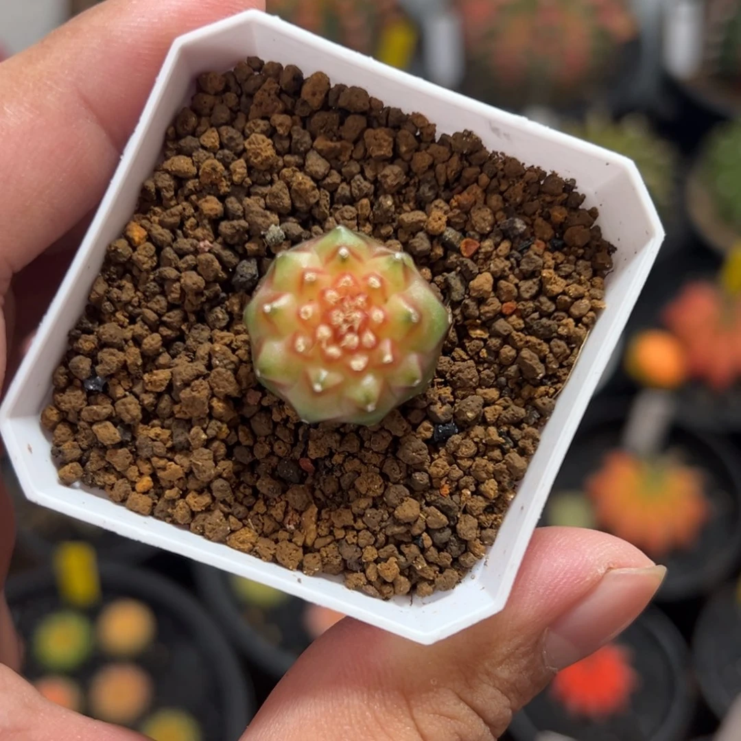 实生轮回—脱土发货12