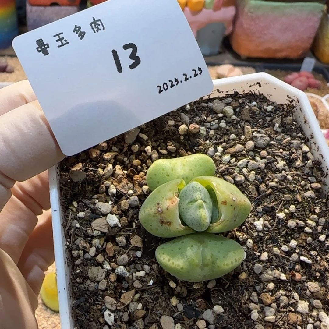 多肉多肉多肉2.25-013绿豆糕