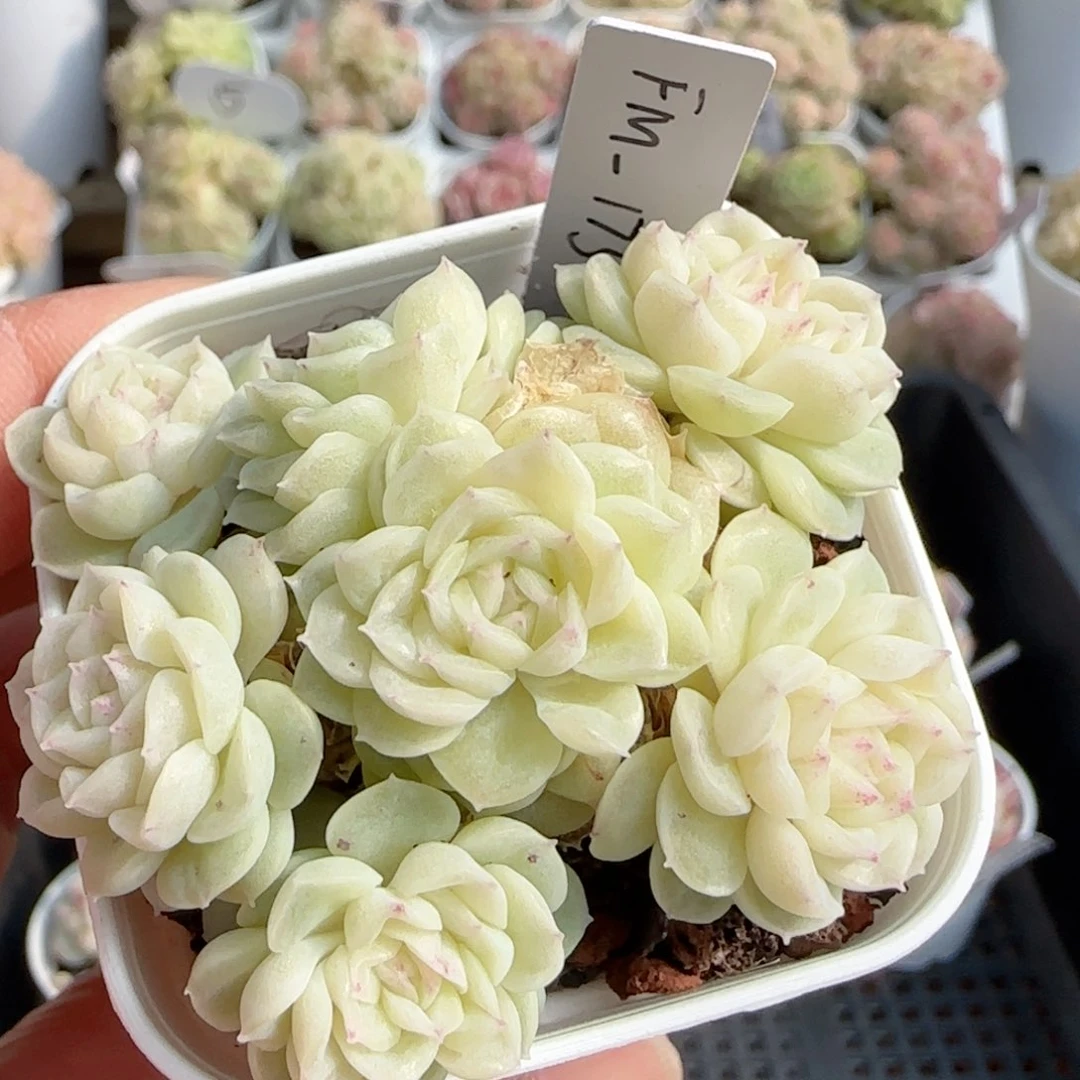 【闪购商品】0117-83（fm-173）