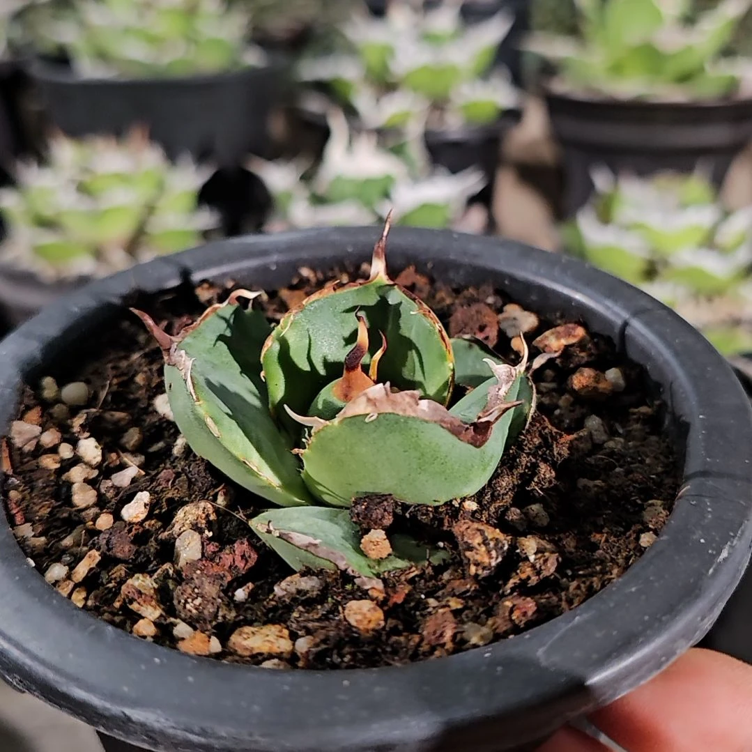 卡比兽 有根苗  7折后价