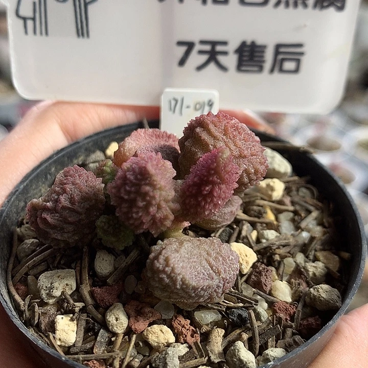 【Jun474 】优选种播实生