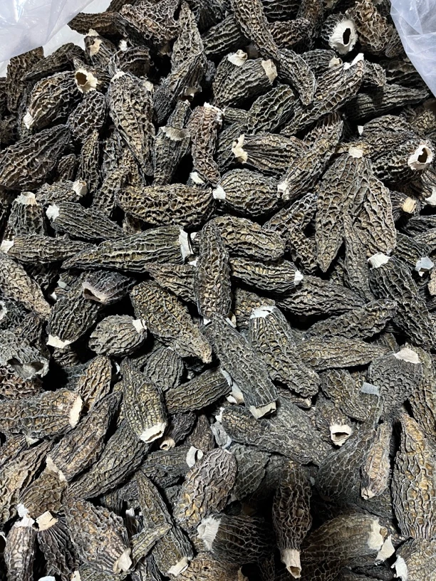 剪柄G10羊肚菌0306