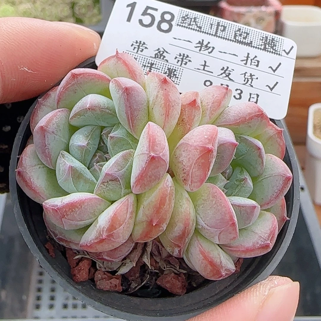 多肉0903-158暗纹糖心