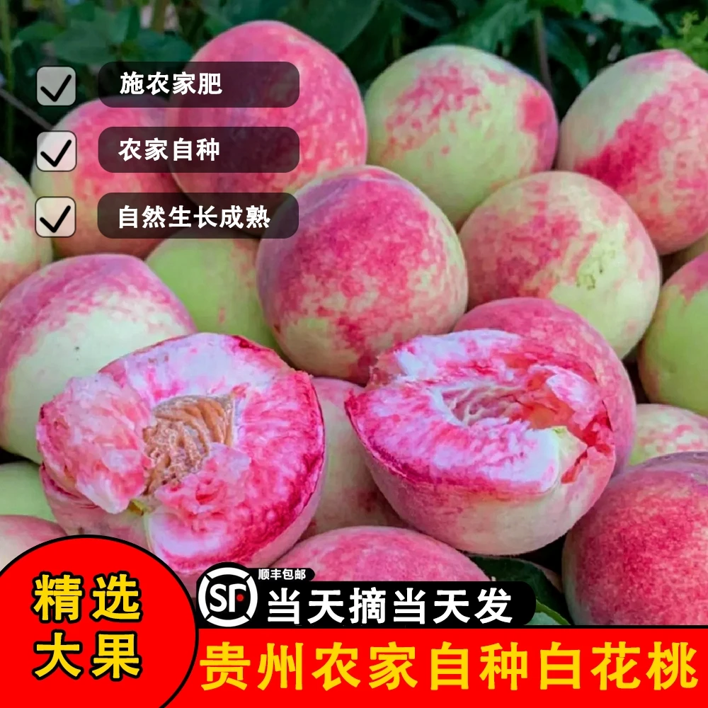 【顺丰包邮】贵州特产新鲜百花桃现摘现发脆甜多汁应季水果