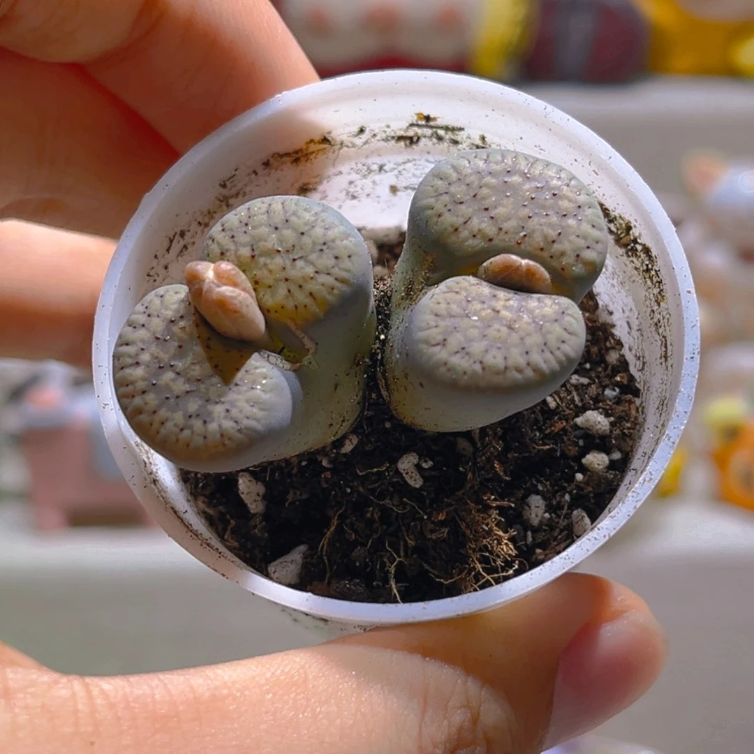 133血点朝贡高端生石花
