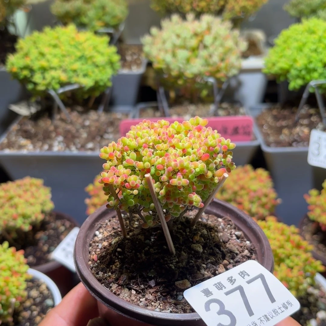 枝干番杏密橘糖球377