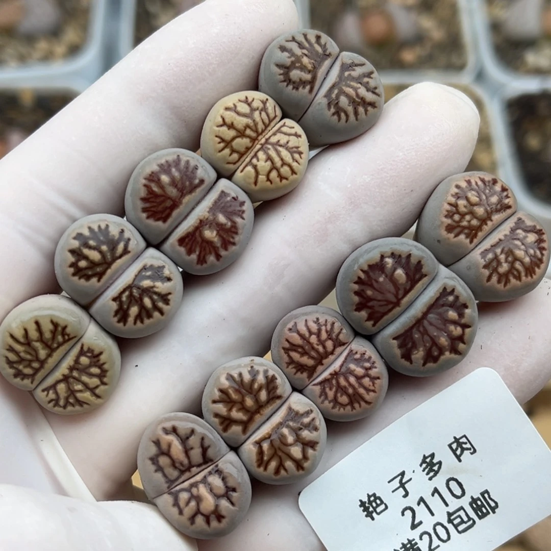 2110号一首好看的菊化石