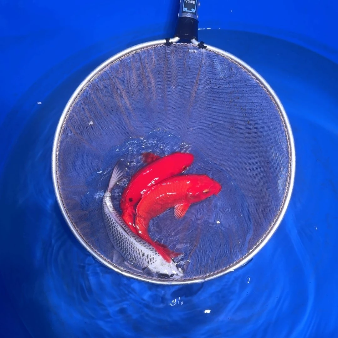 锦鲤金**华啊啊啊啊啊啊