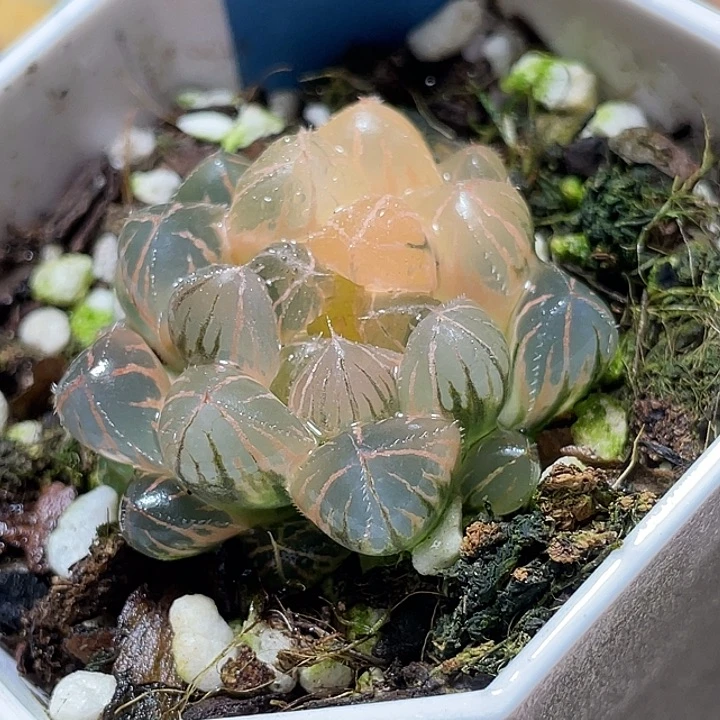 516糊斑绯桃锦特选福利