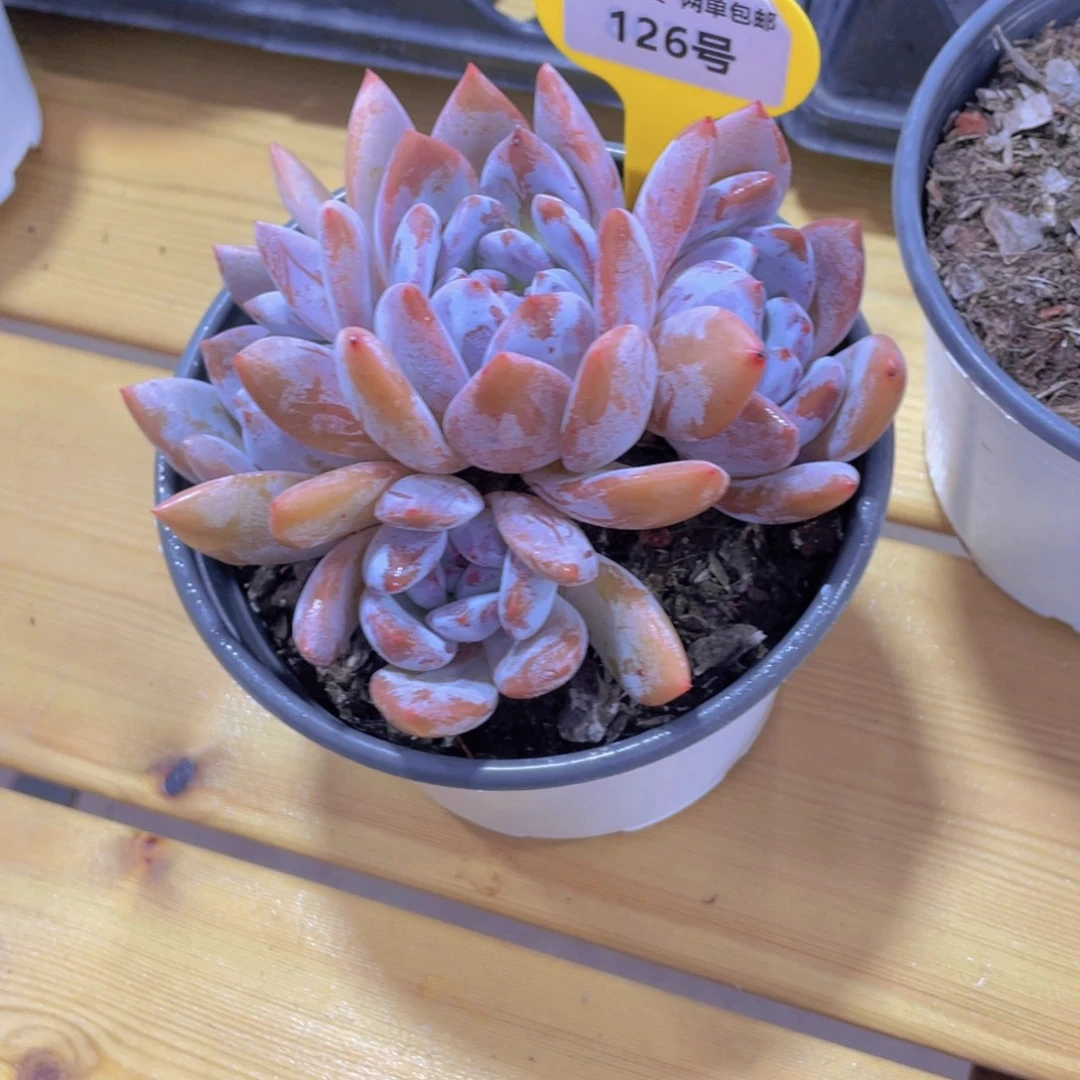 126号 老桩四头石榴籽星影母本