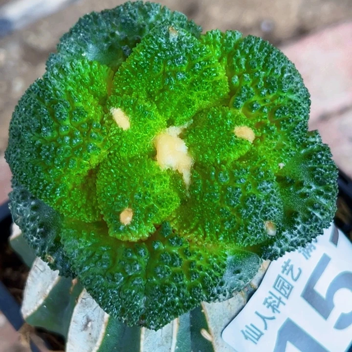 无花朵福利苗接哥斯拉157