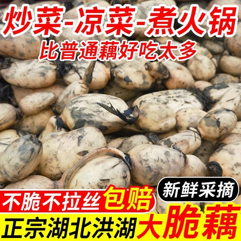 【新鲜现挖】正宗湖北洪湖大脆藕新鲜应季蔬菜脆嫩爽口一整箱批发
