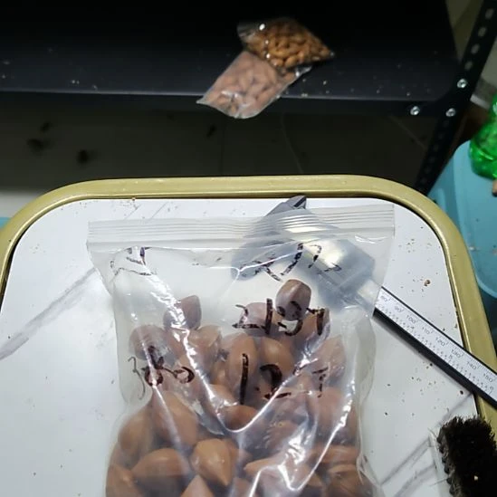 核***美橄榄核吊坠大尺寸散籽