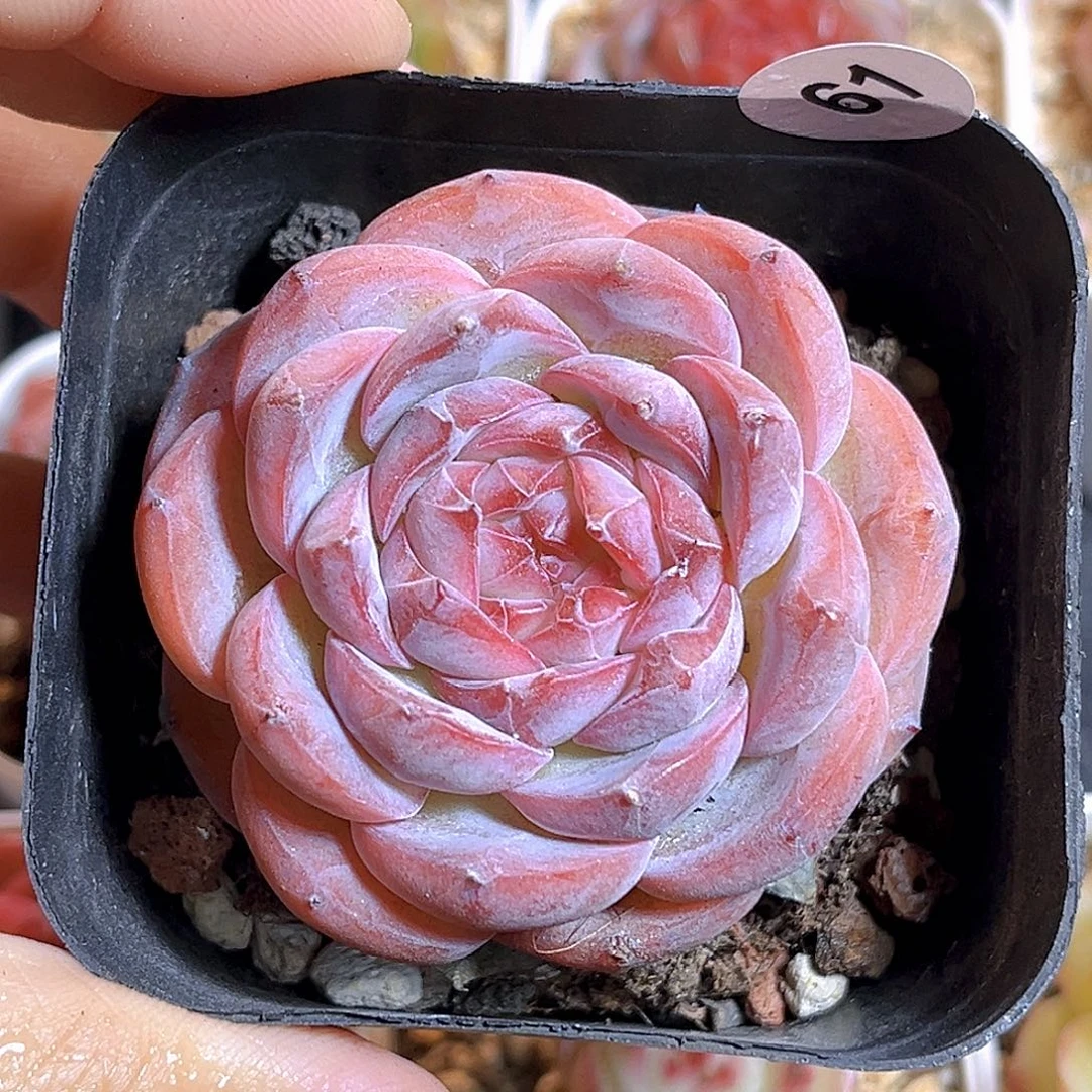 061 新品珍妮 满18包邮
