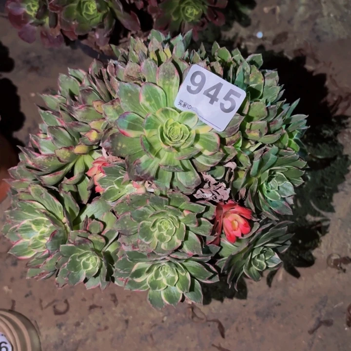 945万花筒多肉植物不售后