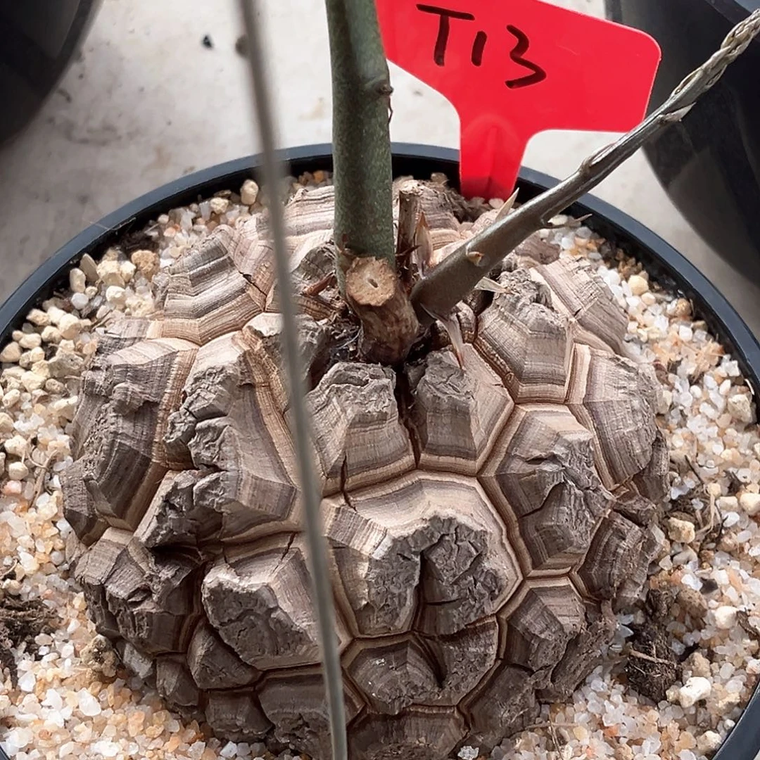 潮流植物优选南非龟，大盾甲