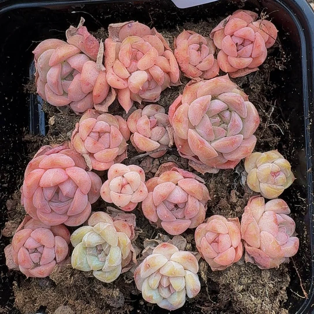 多肉植物多肉植物136