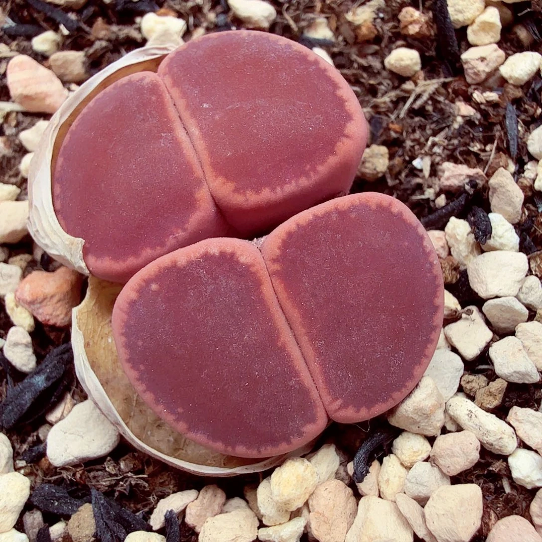 我想吃东西我自己来拿 089