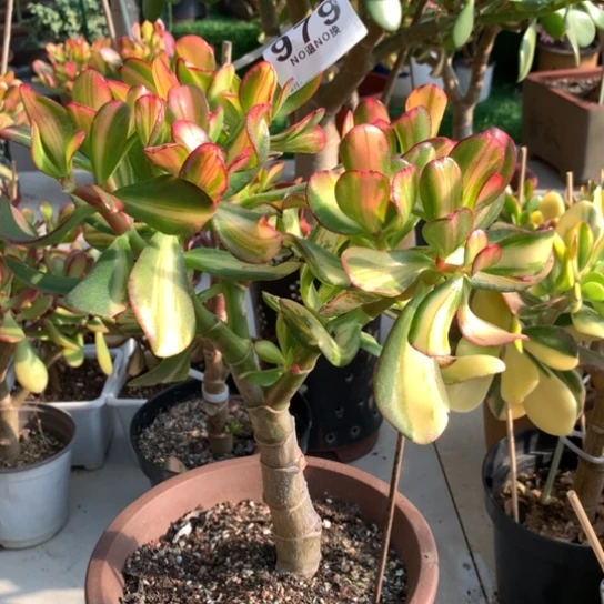 舞**?979卷叶脱土发货