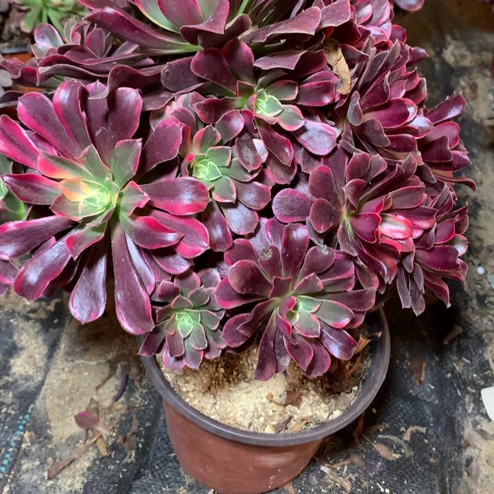 244多肉植物一物拍