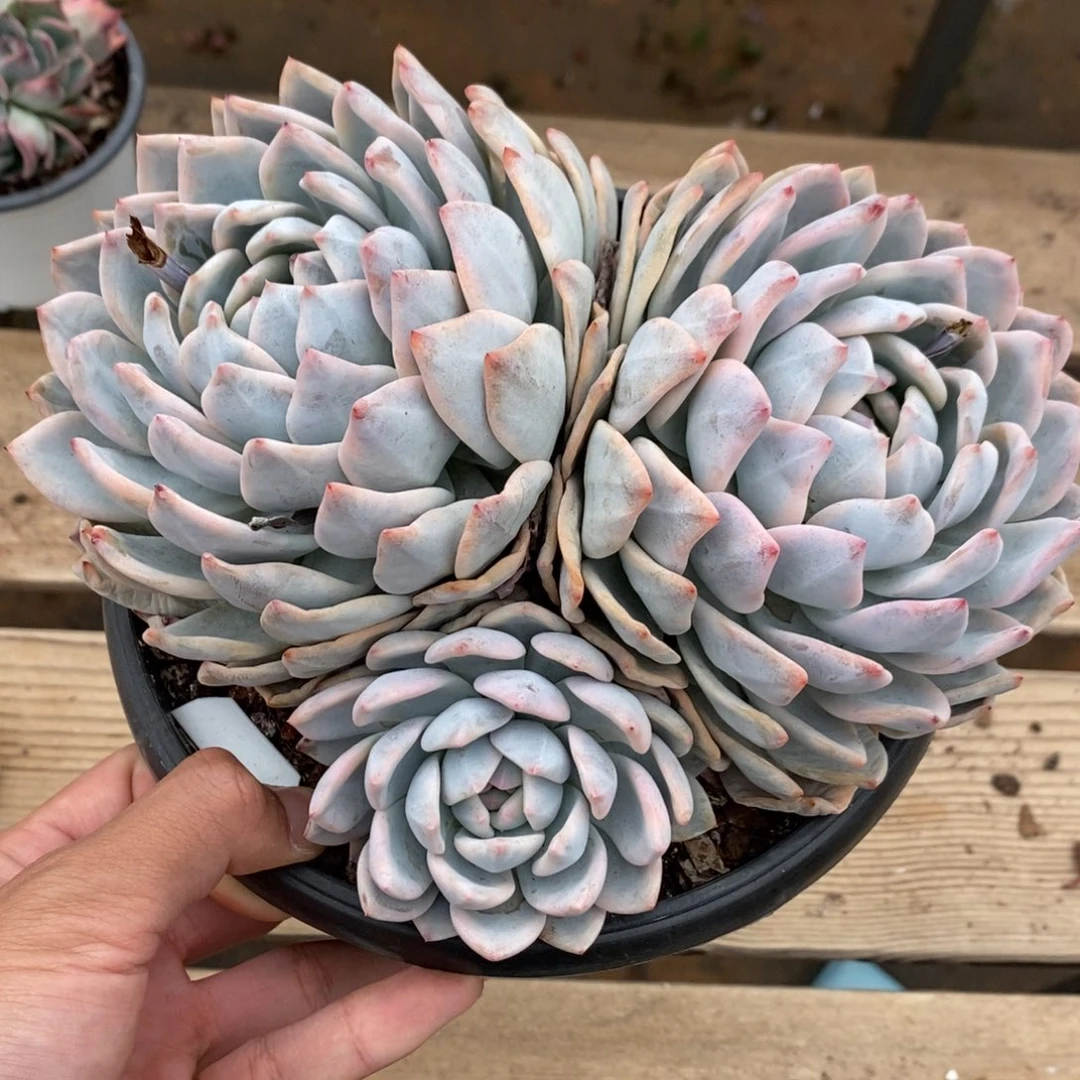 橙子多肉植物8499