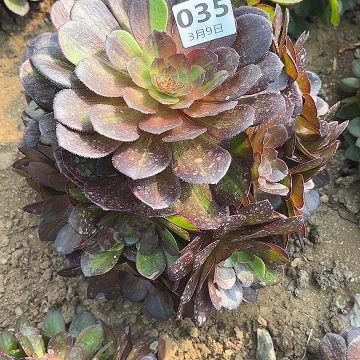 养****猪3.9-35花月夜多肉植物3