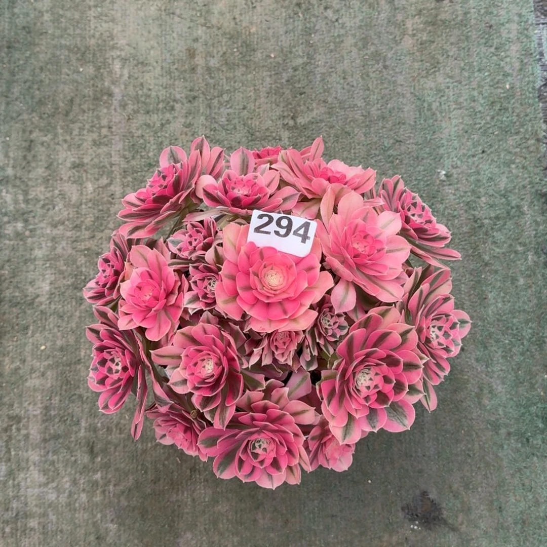 小**?294！粉女巫法师多肉植物