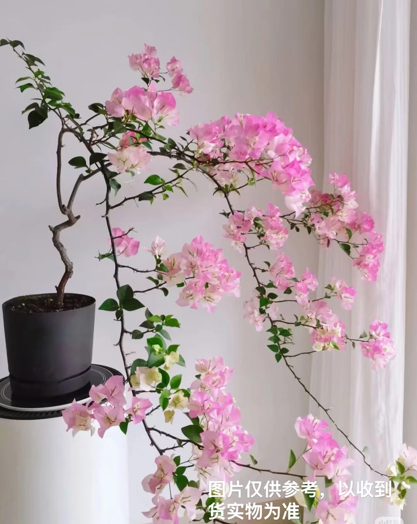 【绿樱】【包售后一个月】包对版】三角梅四季开花爬藤飘枝好养护