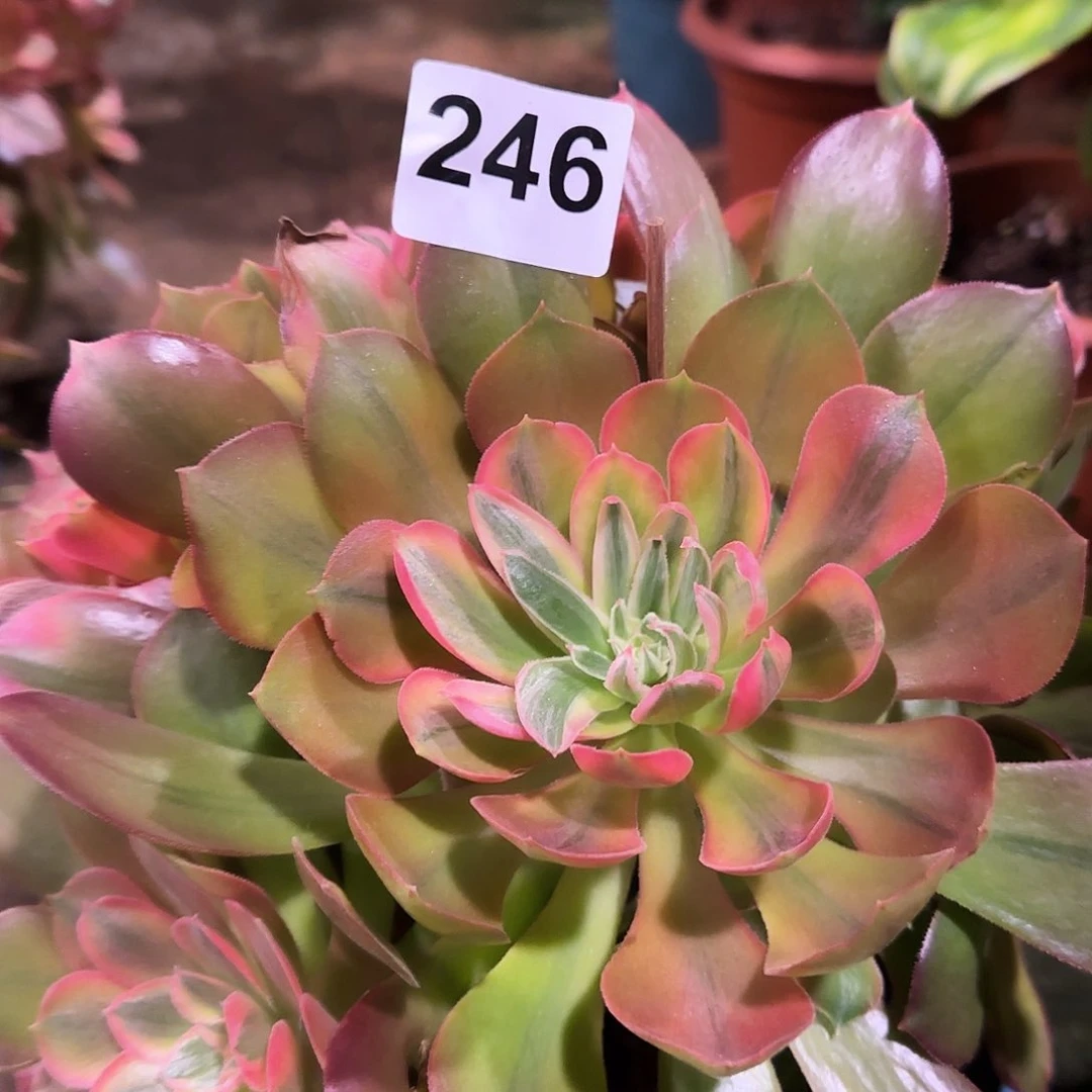 多肉植物菊花台246