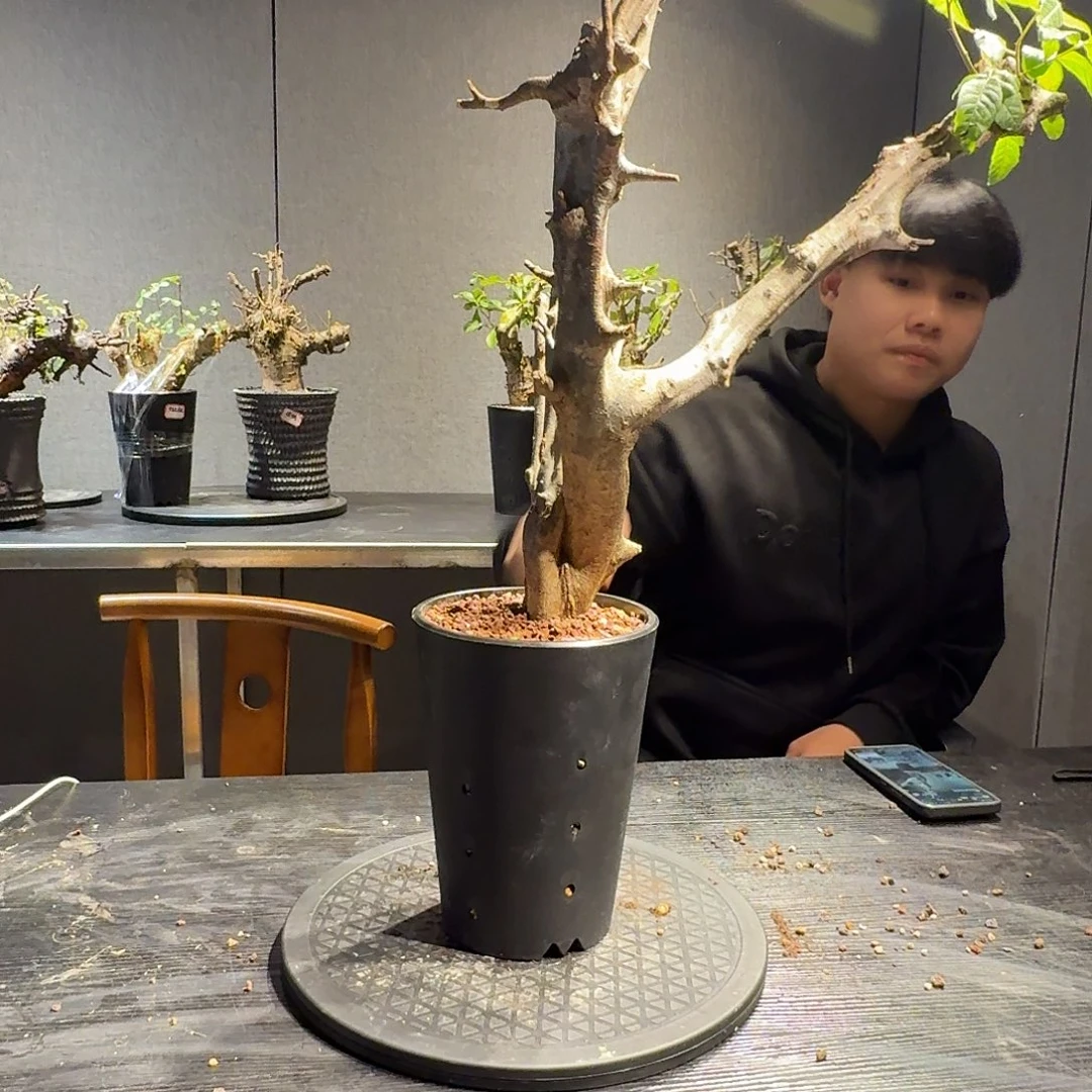 扭矩没药熟桩一个