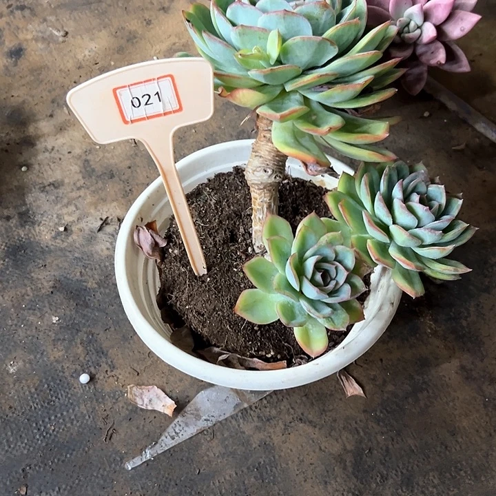 一***虹橙路多肉植物021多