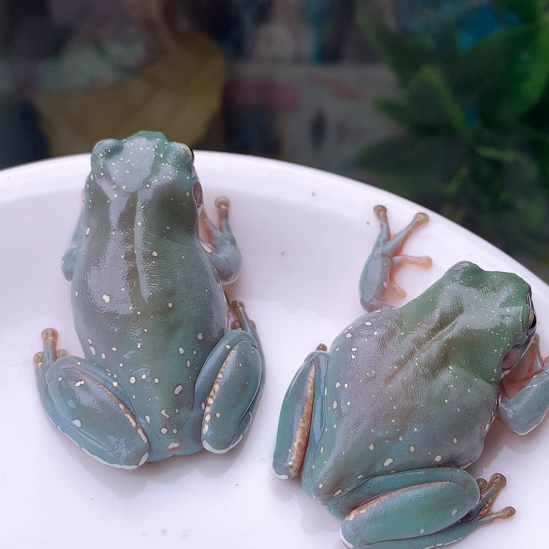 老爷树蛙14号精品深蓝金色雪花。逍遥专拍