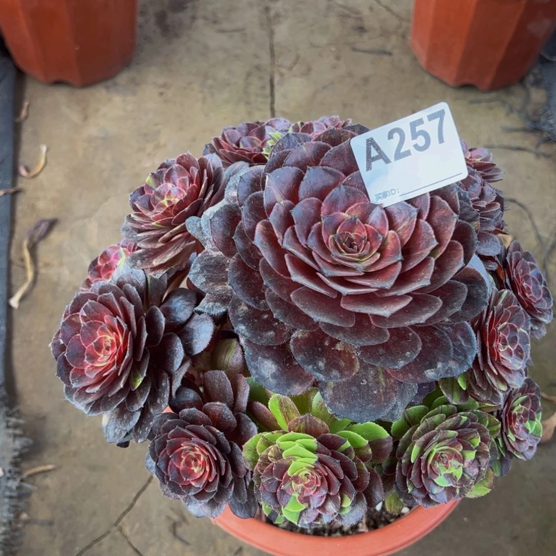 花月夜2577777777777