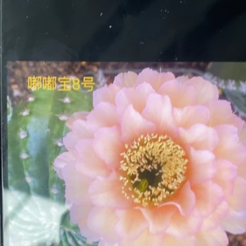 无花朵8 号彩草仙人球嫁接3+