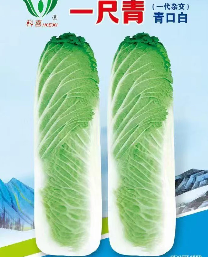 一尺青杂交青口白种子高桩青帮抗病耐运输田间蔬菜种子