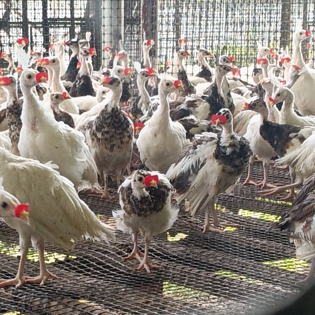 脱温观赏宠物花苗（京东顺丰包邮）