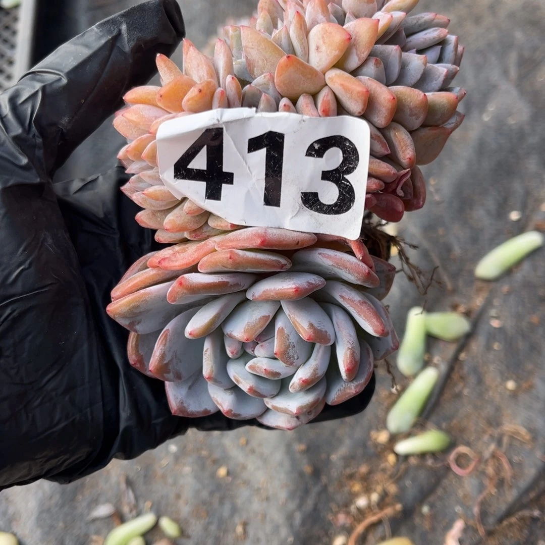 微瑕68元1555999999