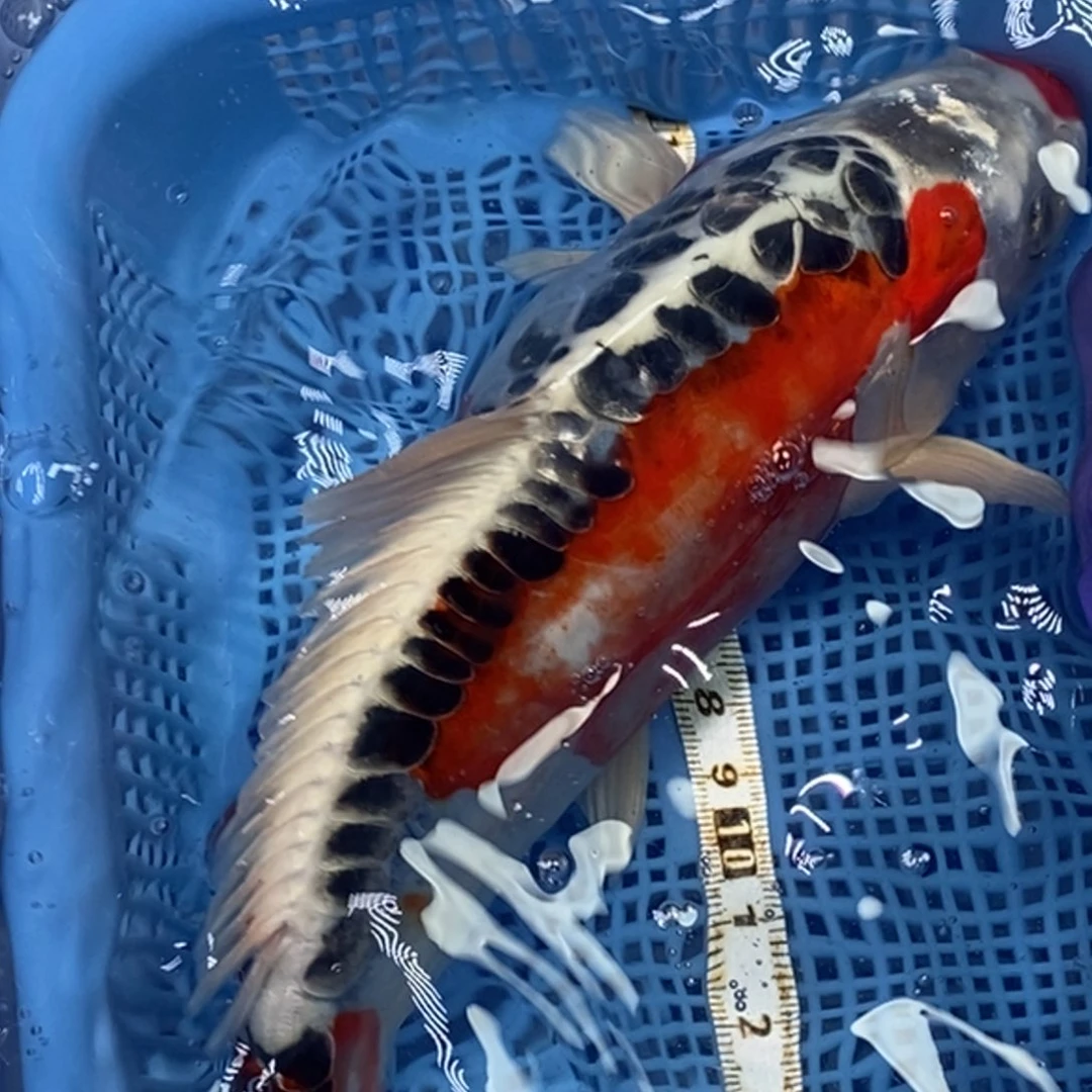 锦鲤冷水锦鲤包邮