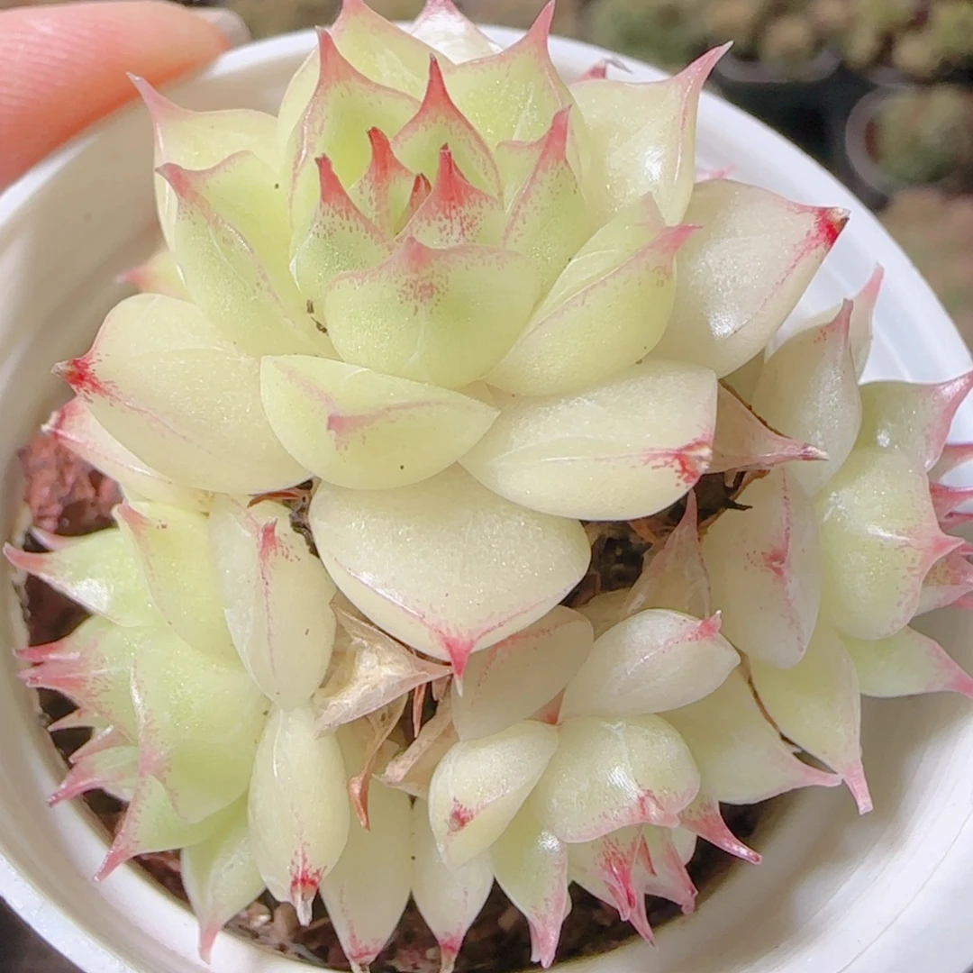 花语逸镜1111-461散