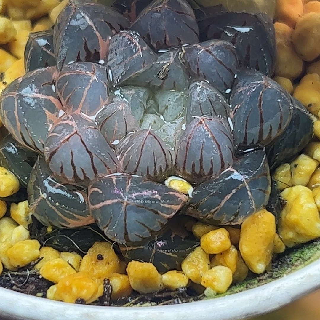 霏桃锦脱土十二卷多肉