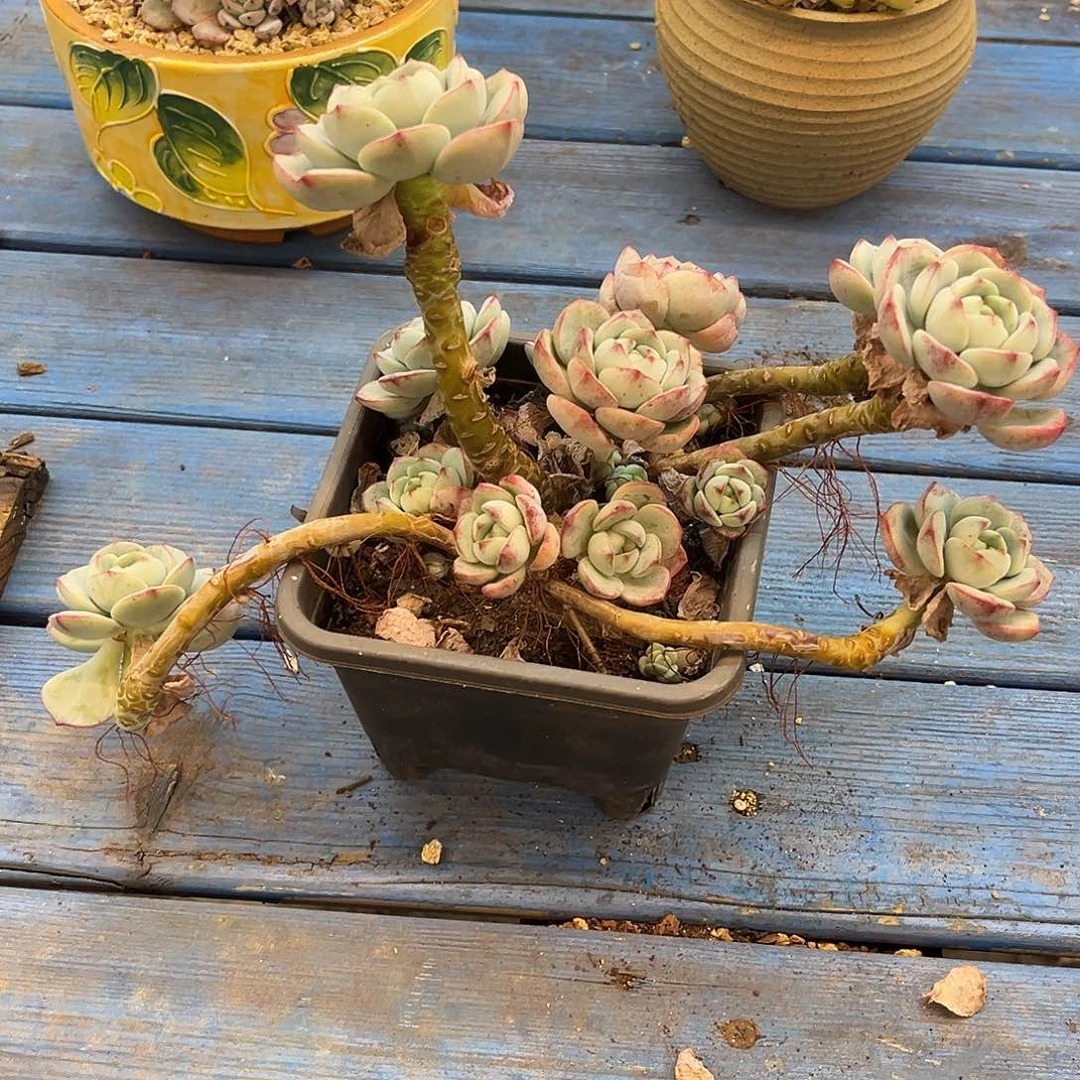 香草飘枝  满20包邮发货