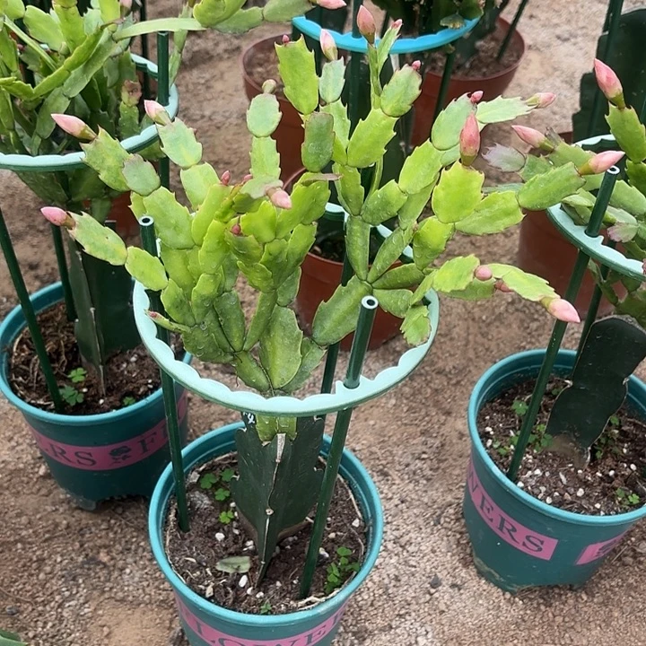 ****～当前无花栽培后可以开花